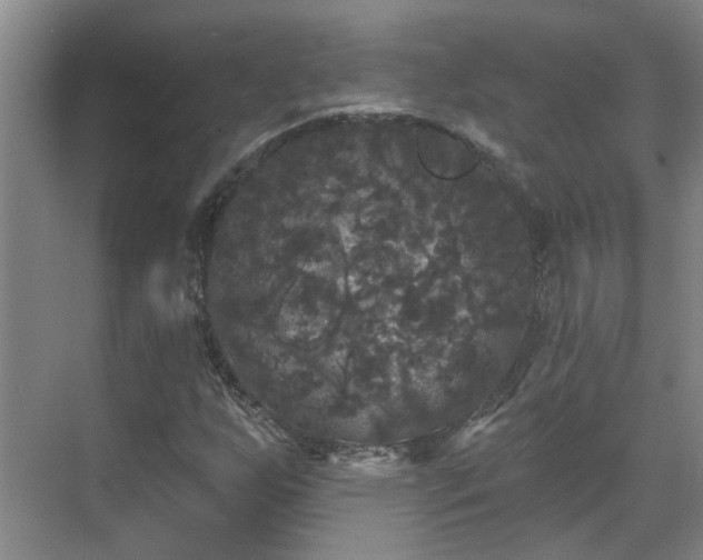 X0000070341255200606161241