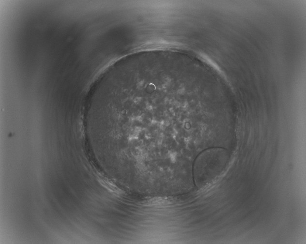 X0000070341259200606161241