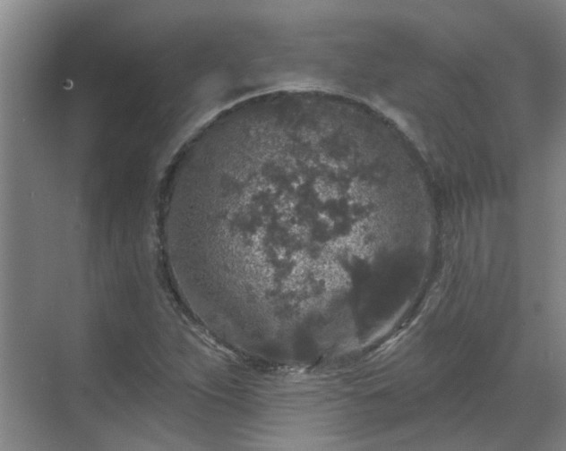 X0000070341263200606161241