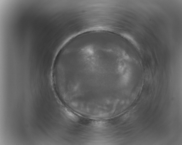 X0000070341278200606161241