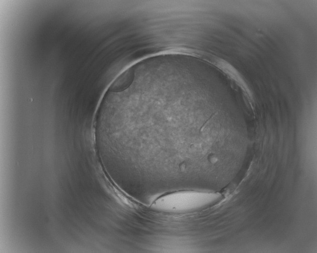 X0000070341292200606161241