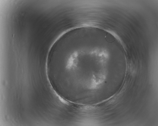 X0000070341294200606161241