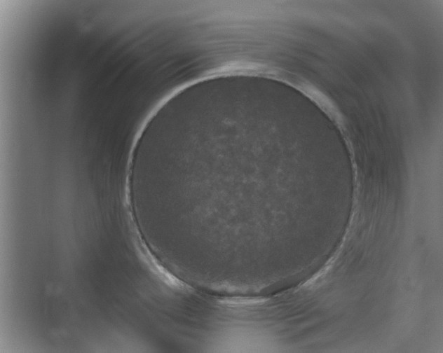 X0000070341296200606161241