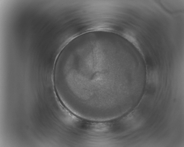 X0000070341338200606161241