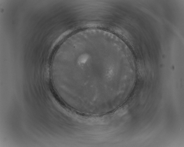 X0000070340016200606231543