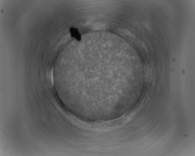 X0000070340028200606231543