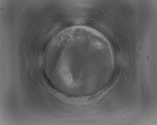 X0000070340032200606231543