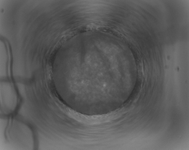 X0000070340038200606231543