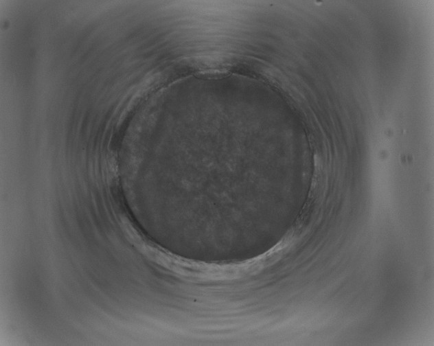 X0000070340048200606231543