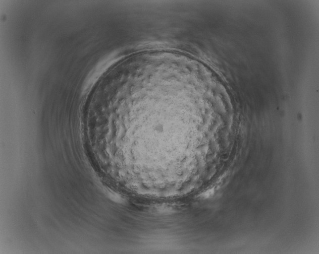 X0000070340103200606231542