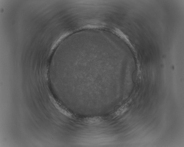 X0000070340106200606231542