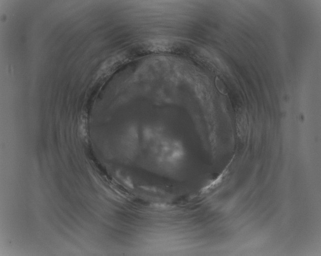 X0000070340175200606231541