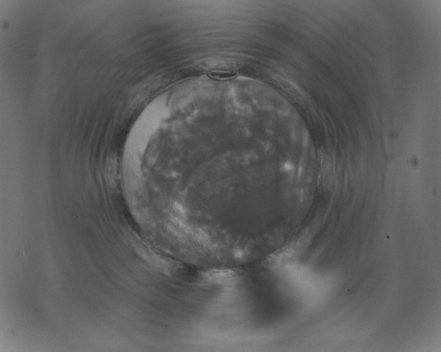 X0000070340189200606231541