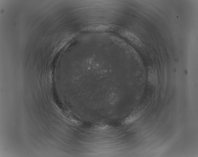 X0000070340206200606231540