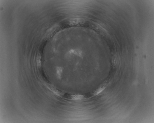 X0000070340226200606231540