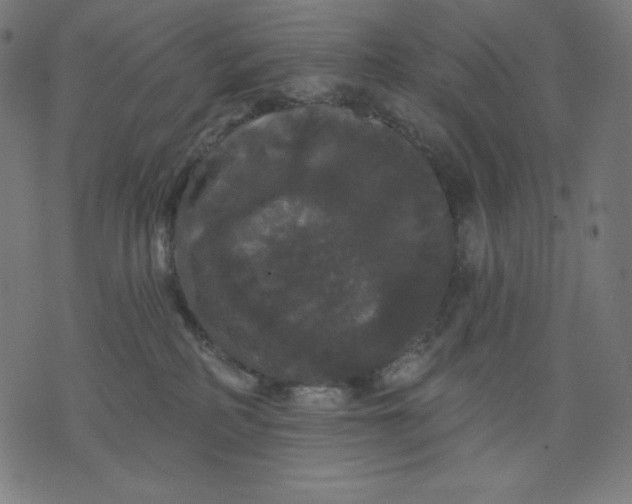 X0000070340234200606231540