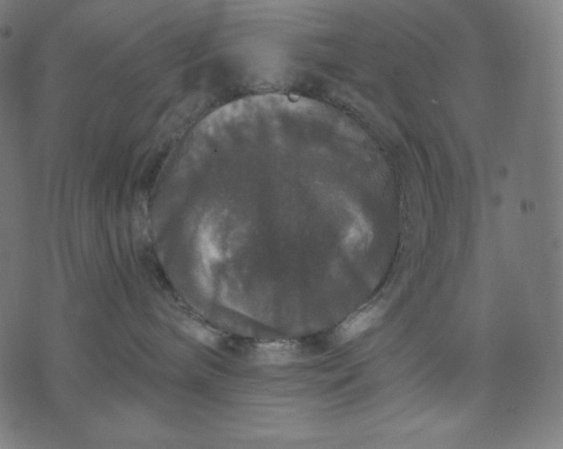 X0000070340240200606231540