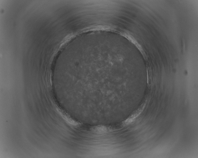 X0000070340253200606231539