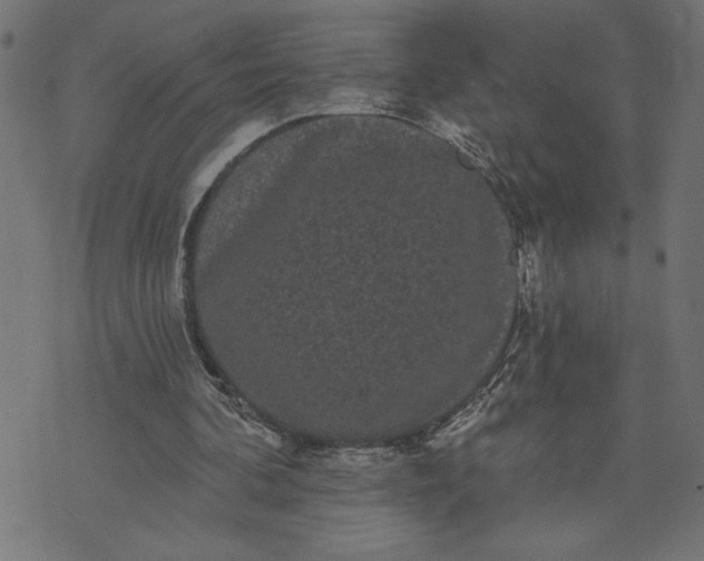 X0000070340292200606231539