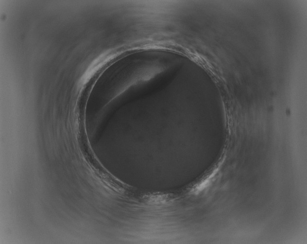 X0000070340295200606231539