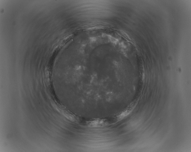 X0000070340366200606231538