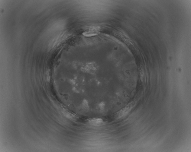 X0000070340374200606231538