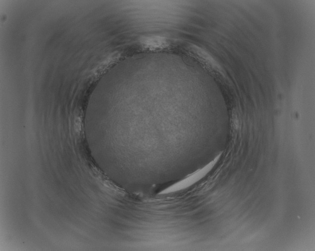 X0000070340417200606231537