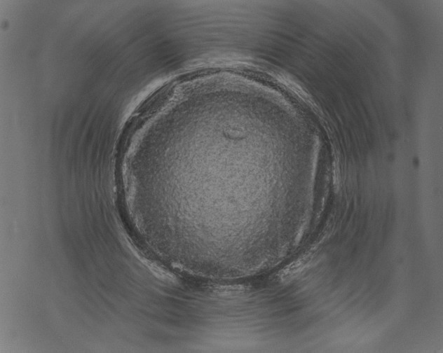 X0000070340438200606231536