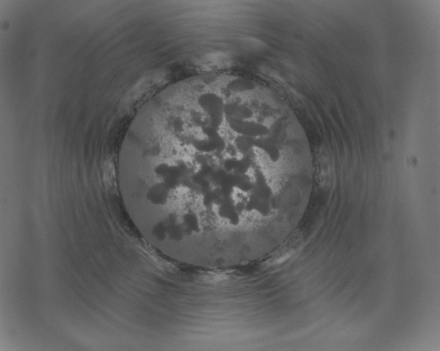 X0000070340523200606231535