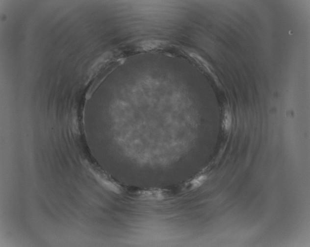 X0000070340524200606231535