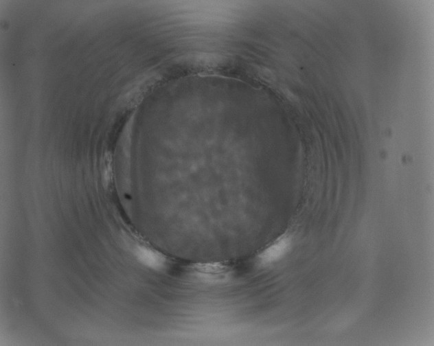 X0000070340528200606231535