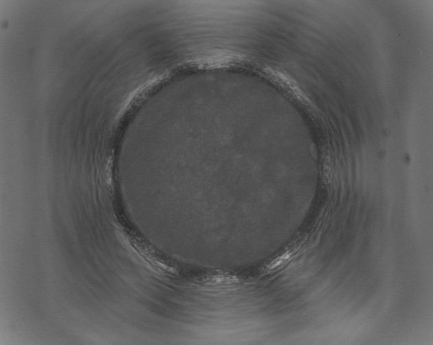 X0000070340543200606231535