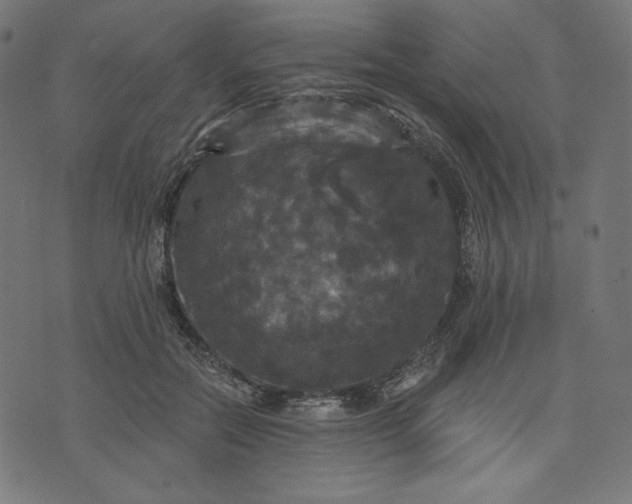 X0000070340554200606231535