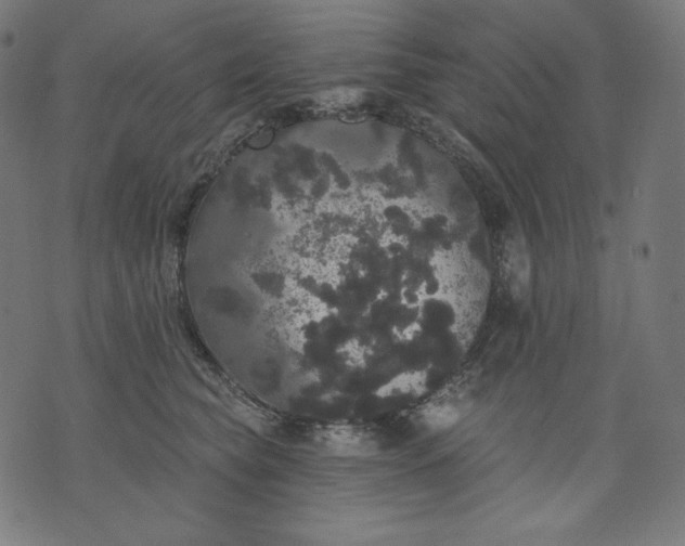 X0000070340565200606231535