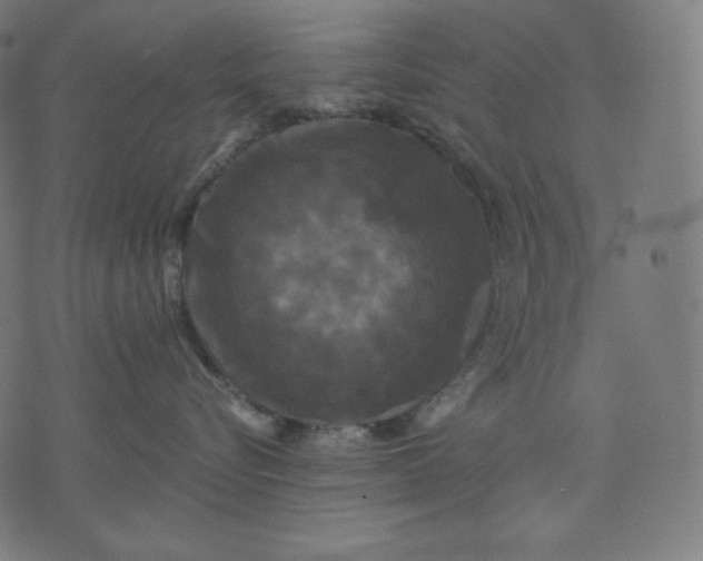 X0000070340576200606231535