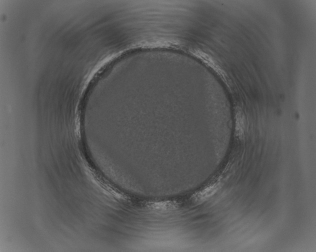 X0000070340584200606231534