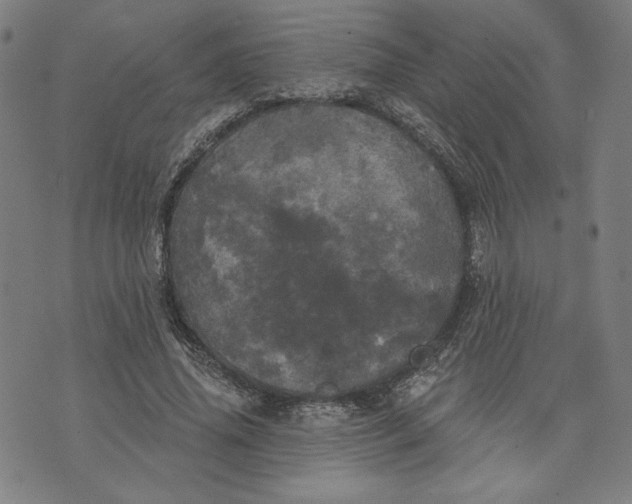 X0000070340636200606231533