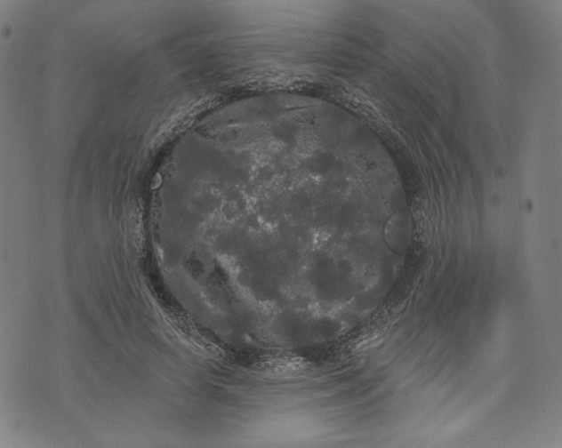 X0000070340642200606231533