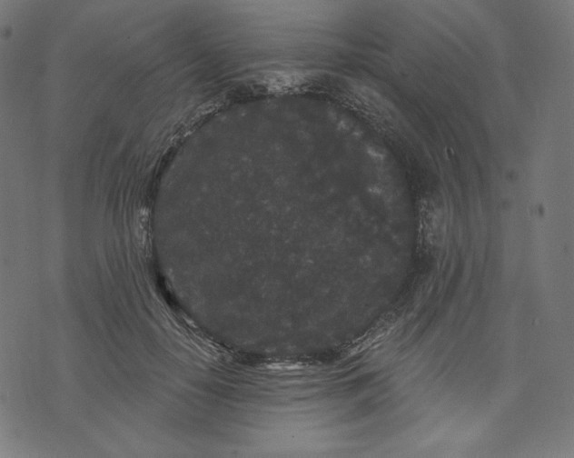 X0000070340650200606231533