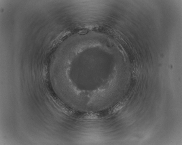 X0000070340656200606231533