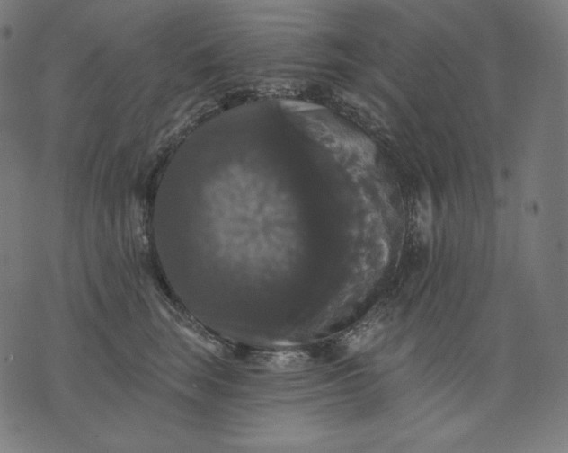 X0000070340663200606231533