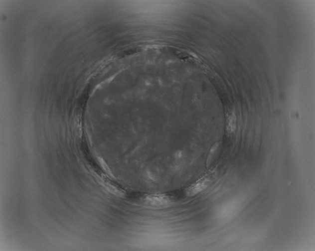 X0000070340666200606231533