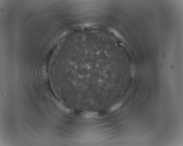 X0000070340670200606231534