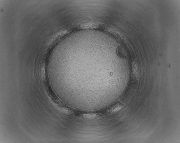 X0000070340690200606231533