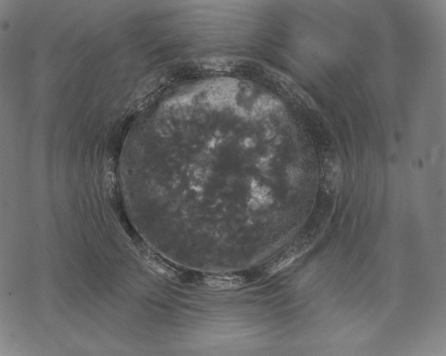 X0000070340707200606231532