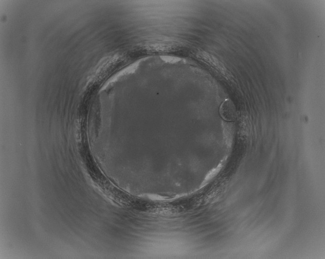 X0000070340738200606231532