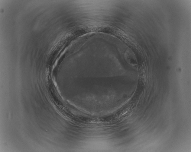 X0000070340742200606231532