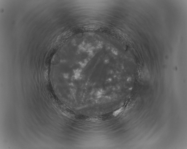 X0000070340745200606231532