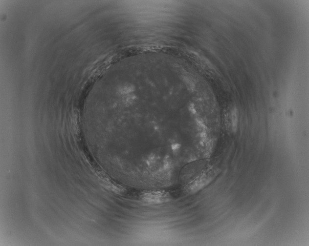 X0000070340757200606231532