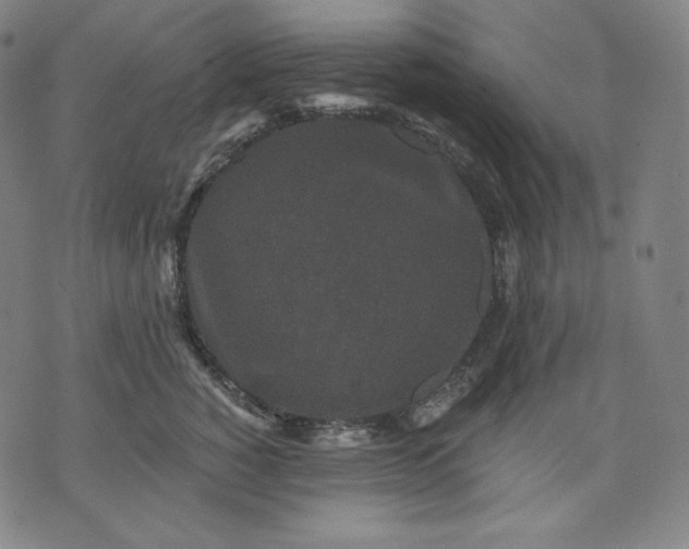 X0000070340760200606231532